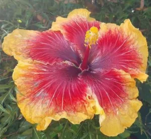 Close up of hibiscus flower Calirburn Varlie Oali