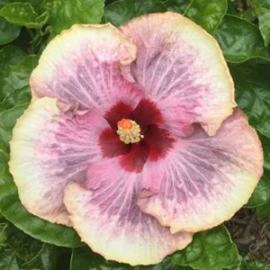 Close up of Australian Hibiscus of the Year winner 2026 Denise Ann