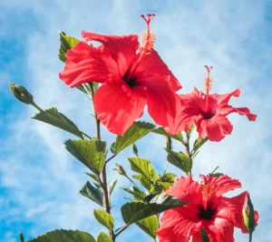 Red Hibiscus flowers against a blue sky background